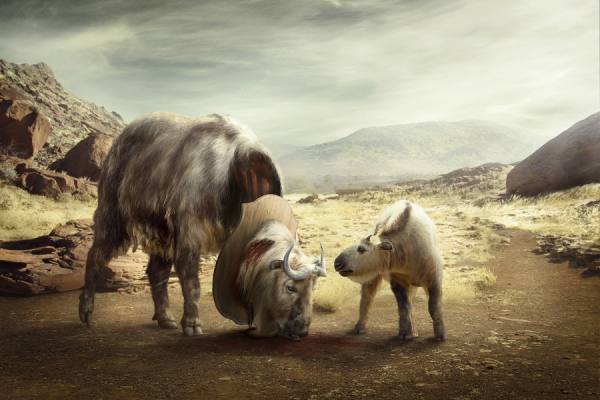 Photograph Nina Marie Rambo Extinction on One Eyeland